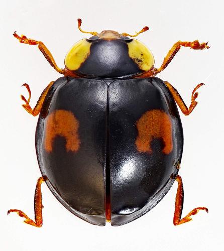 Réf. 336 791 : Harmonia axyridis